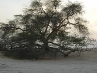 Tree Of Life