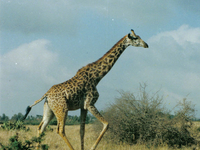 Nairobi National Park
