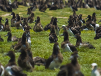 Midway Islands