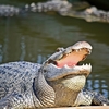 Alligator At The Gatorland
