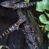 Alligator Babies At Gatorland FL