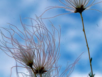 Apache-Plume At Grand Wash