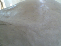 Ashoka’s Rock Edicts Ashoka’s Rock Edicts