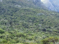 Newlands Forest Newlands Forest