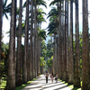 Rio De Janeiro Botanical Garden