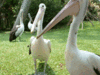 Bali Bird Park