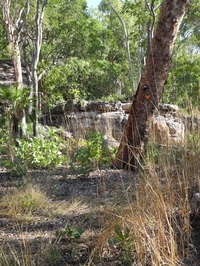 Barrk Bush Trail