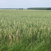 Cereal Field In Beauce - Ile-de-France