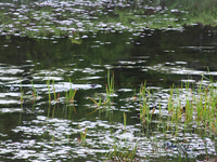 Beaver Lake Beaver Lake