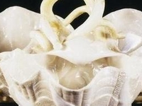 Belleek Pottery Belleek Pottery