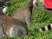 Bioparc Valencia