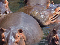 Bisanadi National Reserve