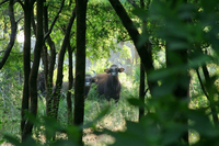 Bison At Kanha National Park Bison At Kanha National Park