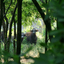 Bison At  Kanha National Park