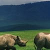 Black Rhinos In Crater