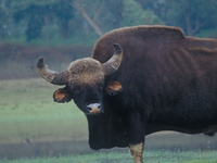 BRT Wildlife Sanctuary BRT Wildlife Sanctuary