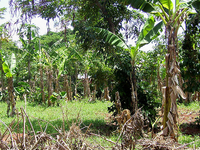 Busia