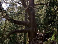 Baikushev's Pine Baikushev's Pine