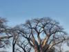 Nxai Pan National Park