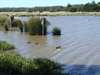 Bushy Park Wetlands