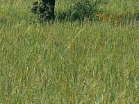 Cabaneros National Park