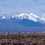 Caribou And Brooks Range