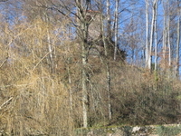 Château de Bruyères