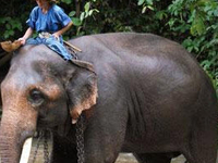 Chiang Dao Elephant Training Center