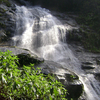 Tijuca Forest
