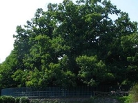 Hundred Horse Chestnut Hundred Horse Chestnut