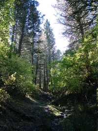 Carl Creek Trail
