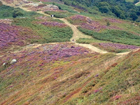 Mynydd y Dref Mynydd y Dref