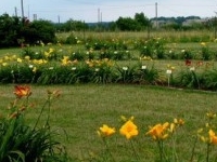 Daylily Garden