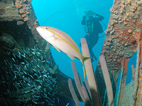 Hilma Hooker Hilma Hooker