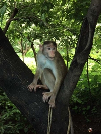 Monkey At Elephanta Caves Monkey At Elephanta Caves