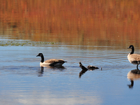 Duck Lake Trail