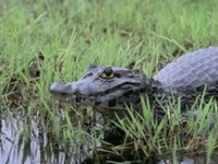 Esteros del Iberá Esteros del Iberá