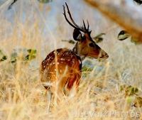 Spotted Deer On The Run - Tadoba Spotted Deer On The Run - Tadoba