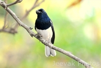 Chirping Bird At Tadoba Chirping Bird At Tadoba