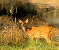 Possing For Vistors - Female Deer In Tadoba Possing For Vistors - Female Deer In Tadoba