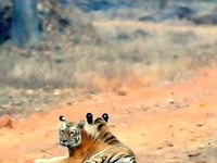 Tadoba National Park
