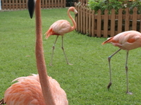 Ardastra Gardens, Zoo and Conservation Center