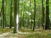 Forest complex of Rudka Forest Forest complex of Rudka Forest