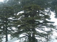 Cedars Of God