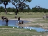 Chobe National Park Chobe National Park
