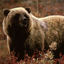 Grizzly Bear