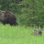 Grizzly Mum Cubs