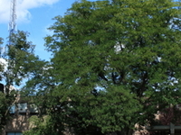 University Of Hartford