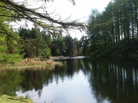 Grizedale Forest