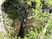 Great Horned Owl In Bighorn Mountains Great Horned Owl In Bighorn Mountains